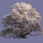3d Model 2