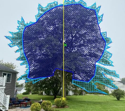 Willow Oak East Pruning Guide