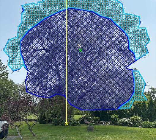Willow Pruning North 6 6 25